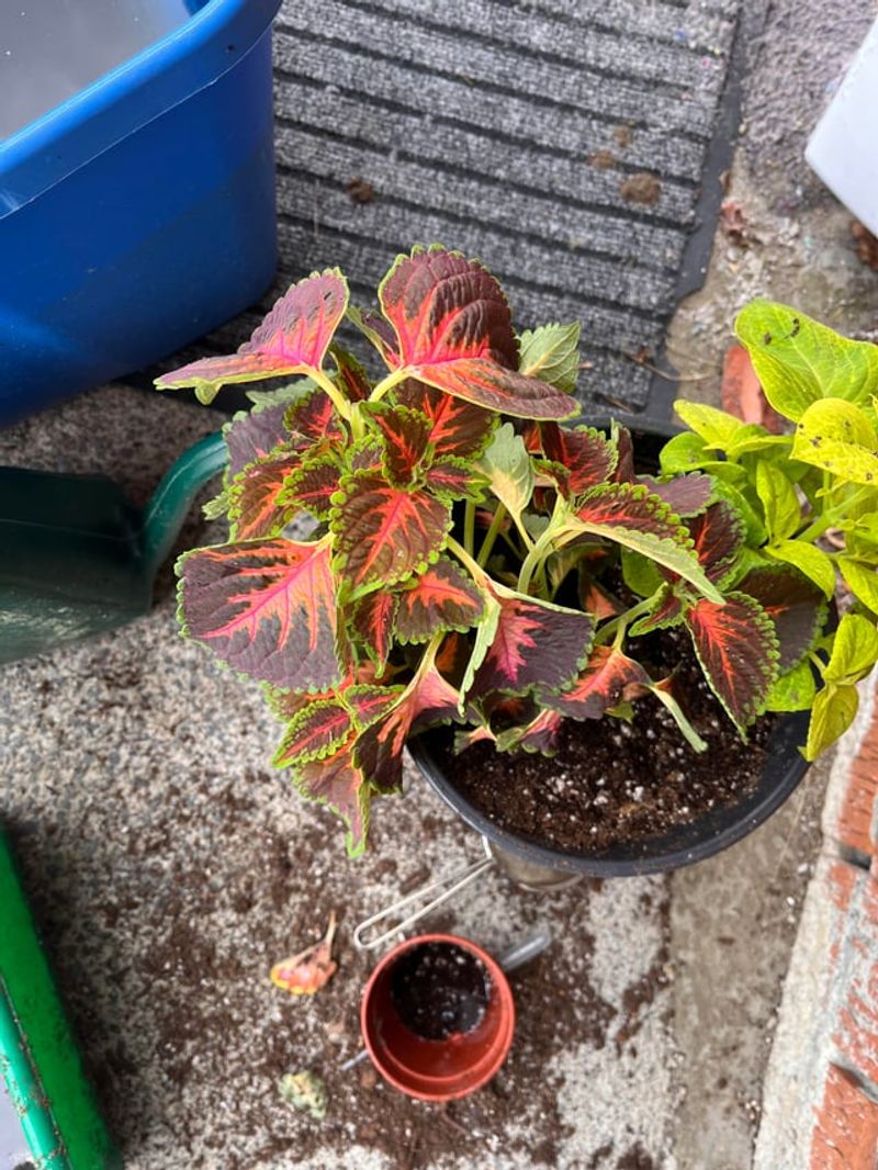 Check For Frost Damage And Trim It Away
