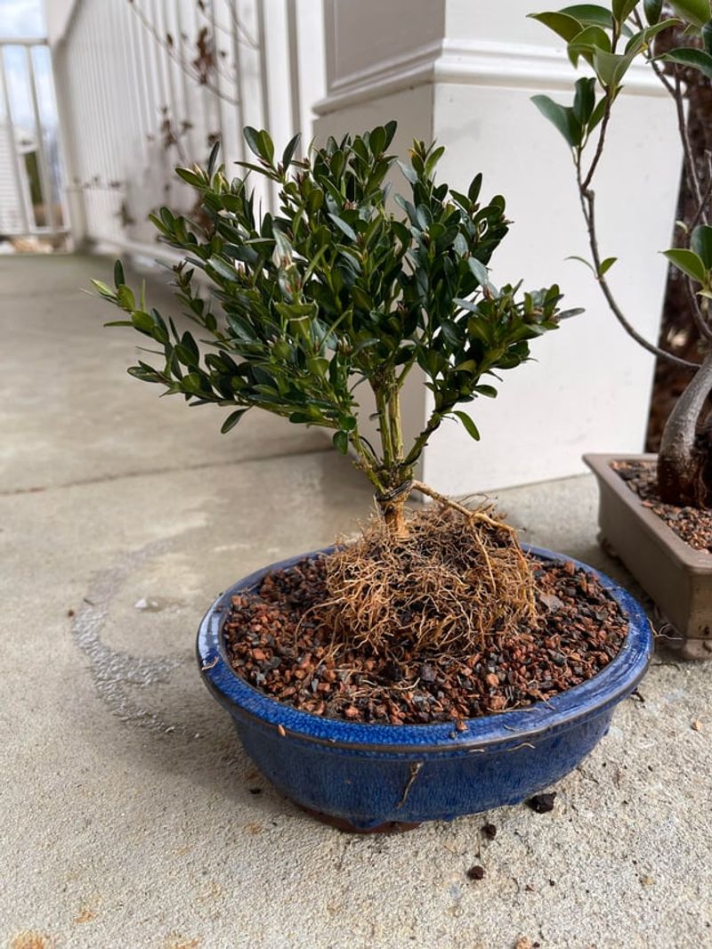 Check For Healthy Roots Before Moving Cuttings Into Larger Pots Check For Healthy Roots Before Moving Cuttings Into Larger Pots