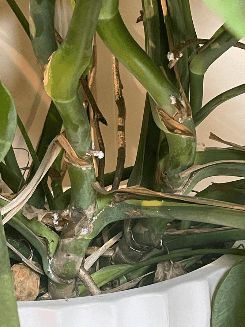 Check For Hidden Pests And Egg Cases