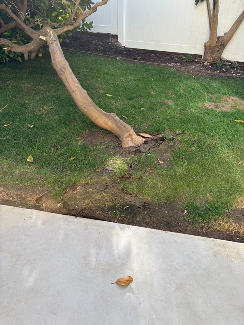 Check For Lifted Soil And Broken Roots