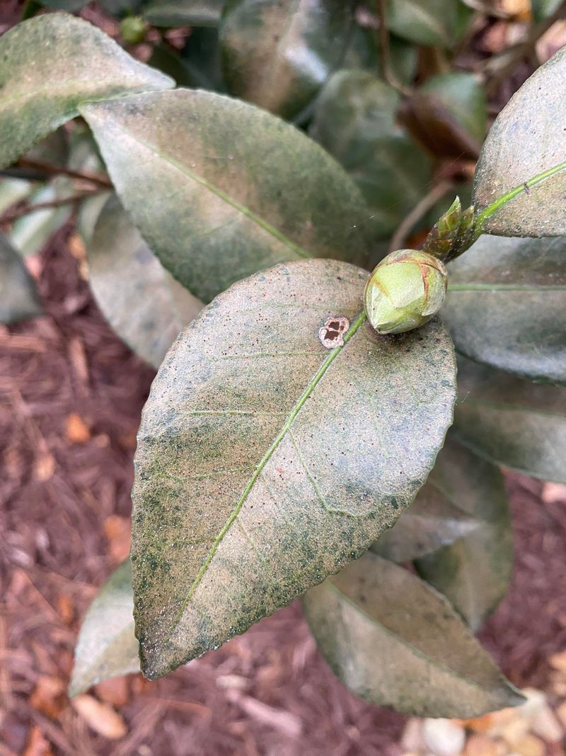 Check For Mites Or Botrytis Too