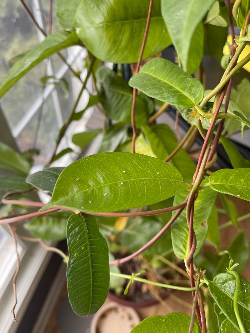Check For Scale And Mealybugs Before Bringing It In