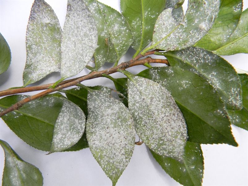 Check For Scale Insects Before It Comes In