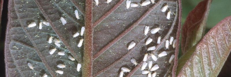 Check For Whiteflies Before It Comes Inside