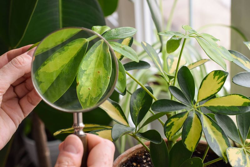 Check Houseplants You Brought In For Hitchhikers
