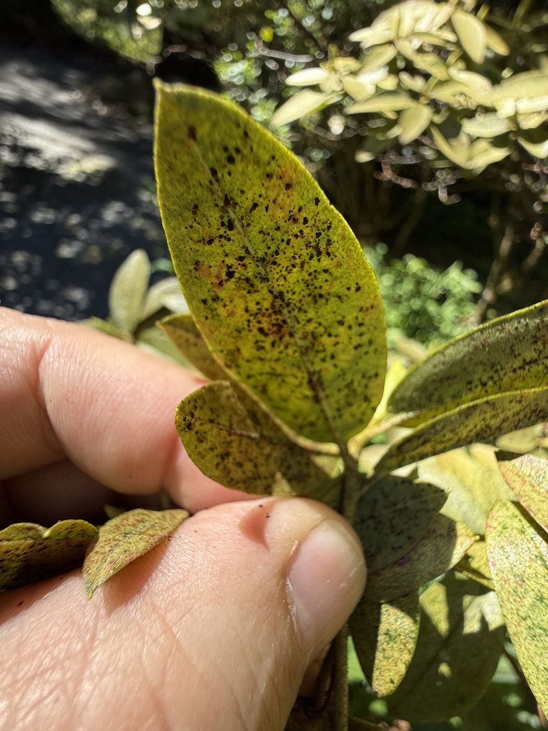 Check Leaves For Lace Bug Damage