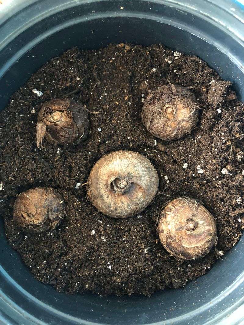 Check Monthly And Start Early In Spring