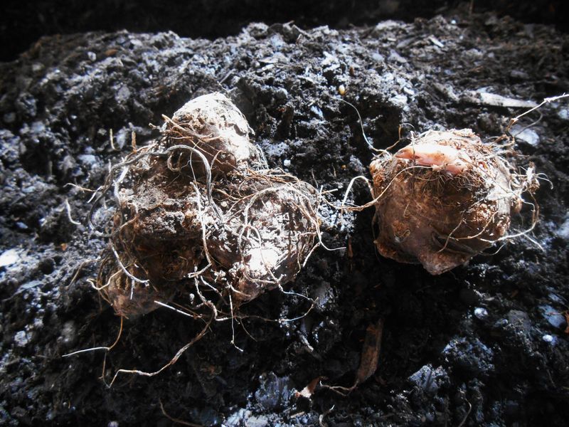 Check Monthly And Wait For Warm Soil In Spring Check Monthly And Wait For Warm Soil In Spring