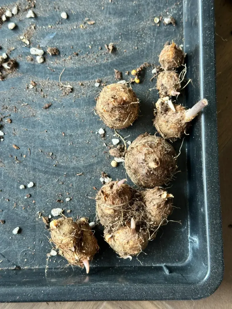 Check Monthly For Soft Or Shriveled Tubers