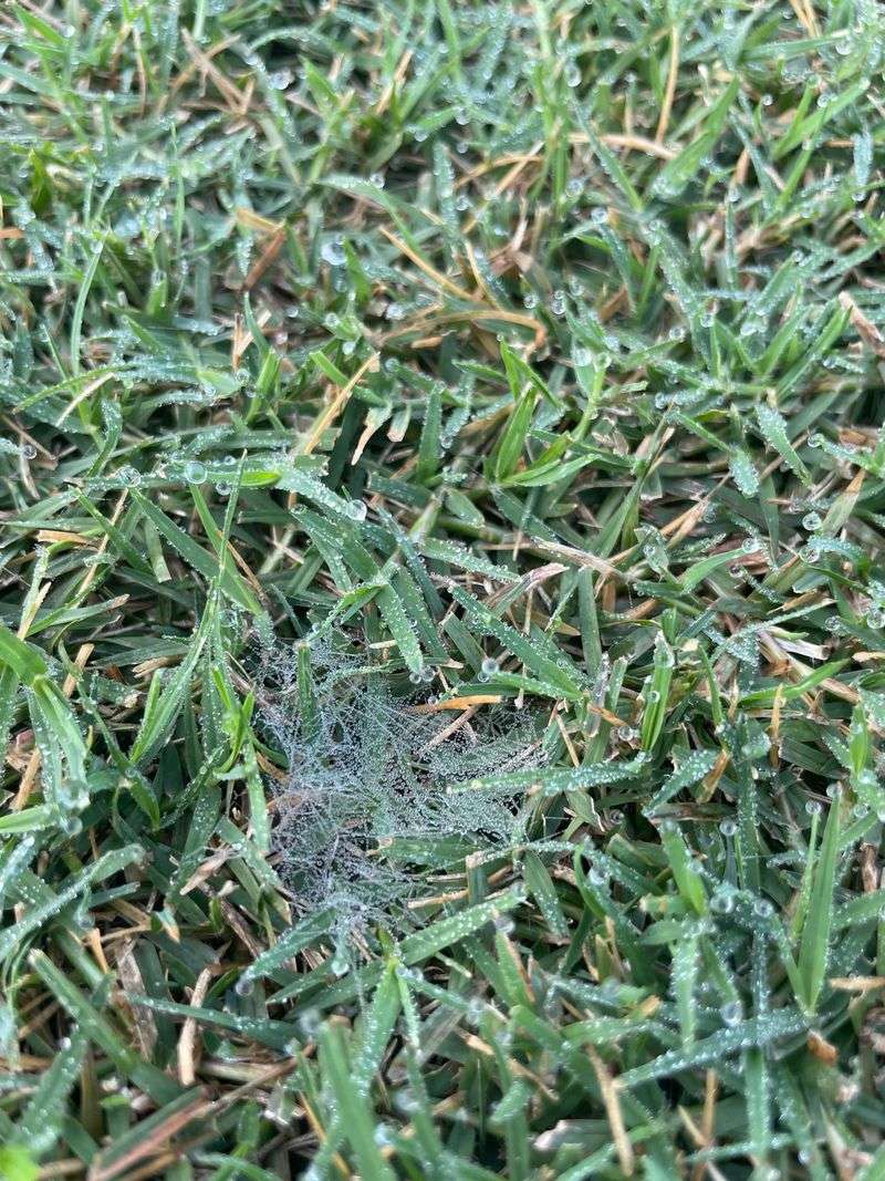 Check Mornings For Fungal Threads In The Dew Check Mornings For Fungal Threads In The Dew