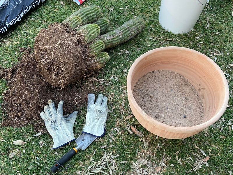 Check New Plants Before They Go In The Ground Check New Plants Before They Go In The Ground