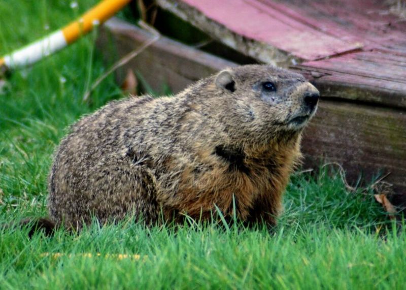 Check Ohio’s Rules Before Trapping Check Ohio’s Rules Before Trapping
