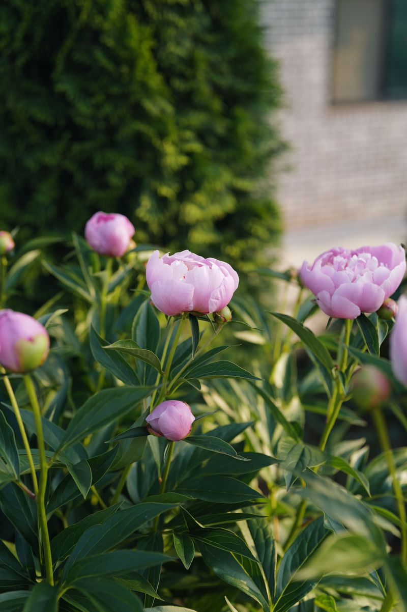 Check Planting Depth Before Blooms Disappear