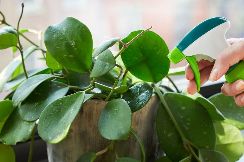 Check Plants Before Bringing Them Indoors Check Plants Before Bringing Them Indoors