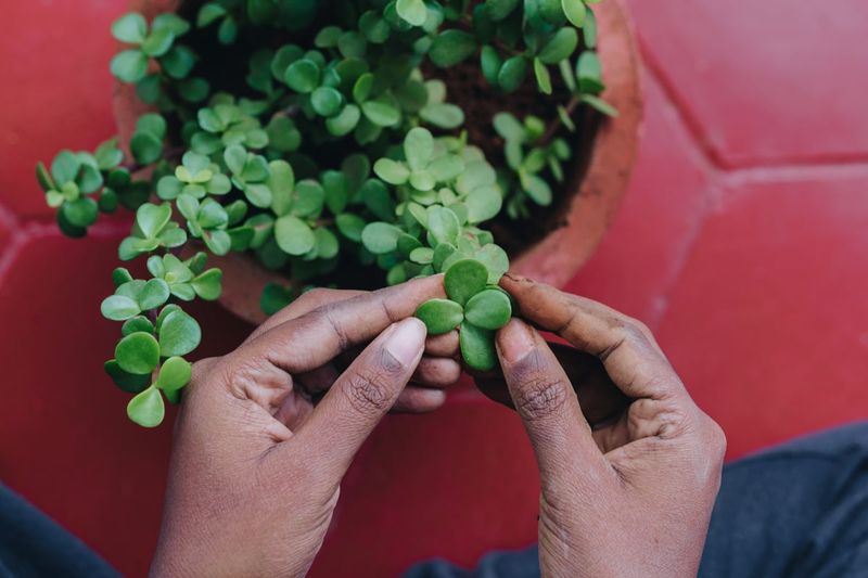 Check Plants Coming In From Outdoors