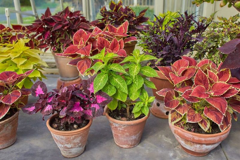 Check Plants In Sheltered Porch Corners Check Plants In Sheltered Porch Corners