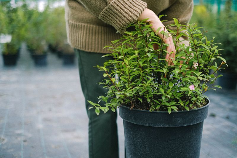 Check Potted Plants More Often