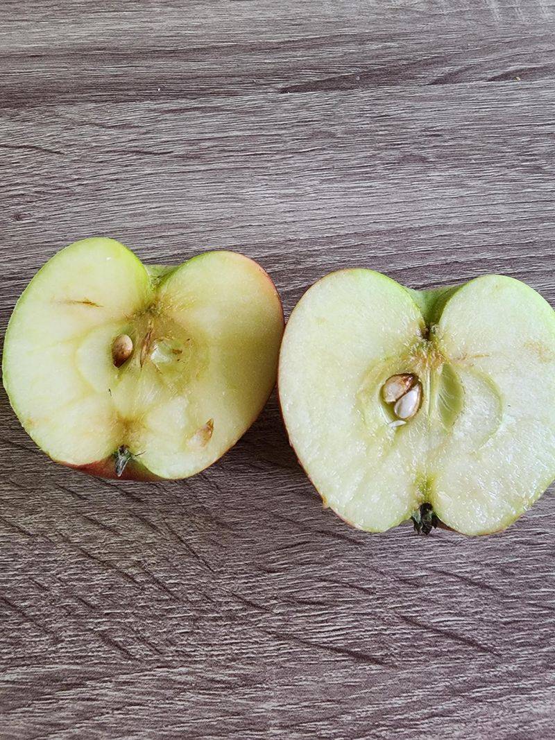 Check Seed Color And Taste Before Picking Check Seed Color And Taste Before Picking