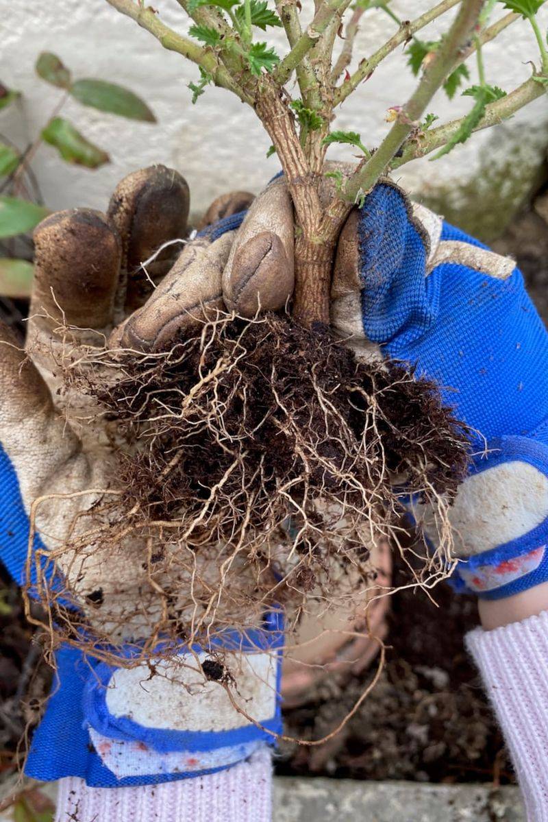 Check Stored Roots Periodically To Prevent Excessive Drying