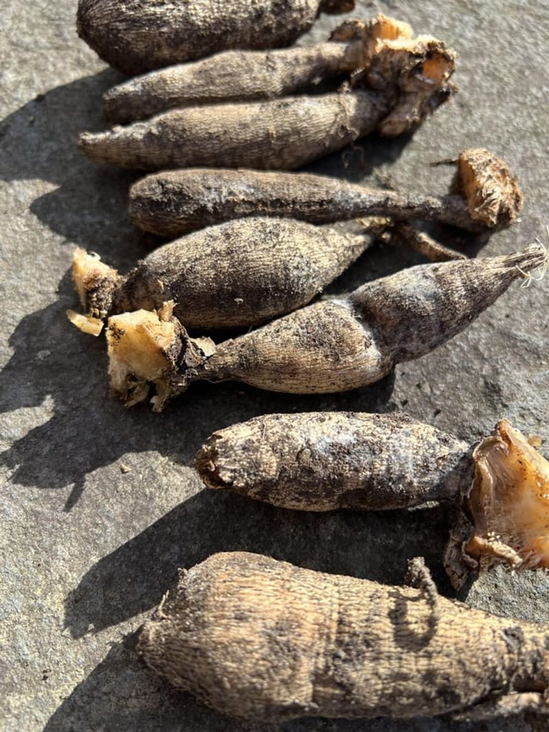 Check Stored Tubers Every Month