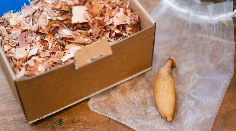 Check Stored Tubers Once A Month