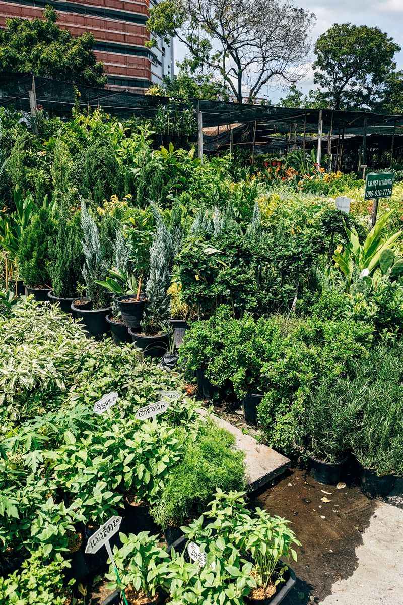 Check The Botanical Name On That Plant Tag Before You Buy