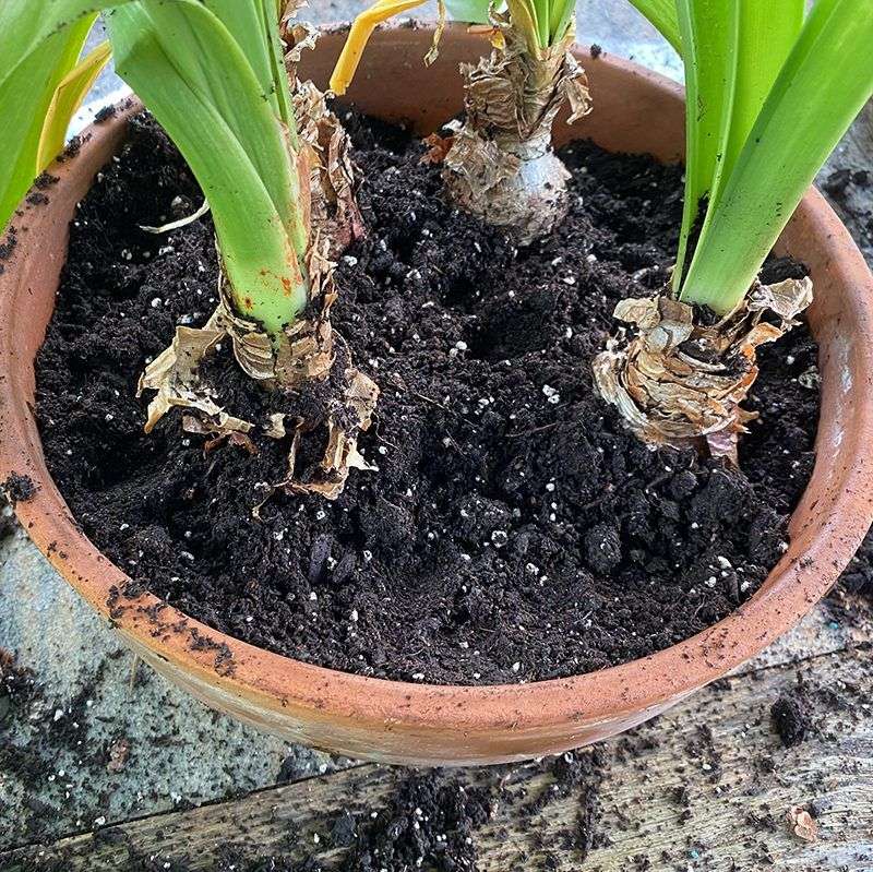 Check The Bulb And Refresh The Soil