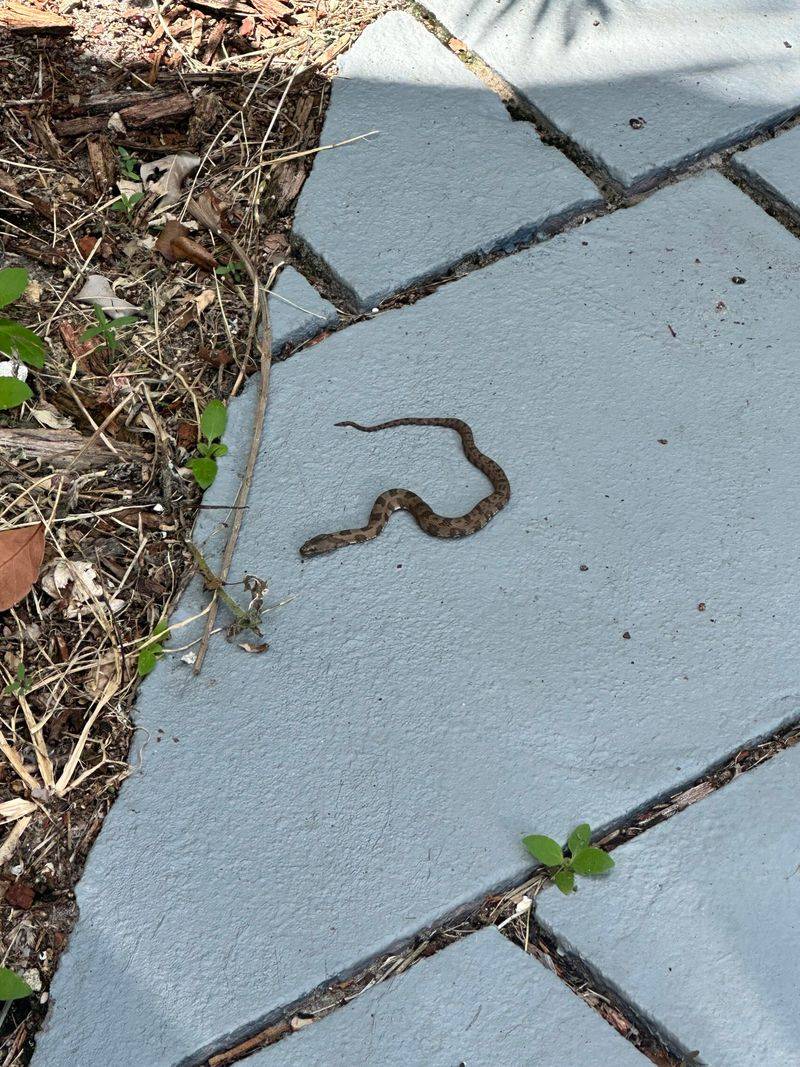 Check The Driveway Before You Back Out