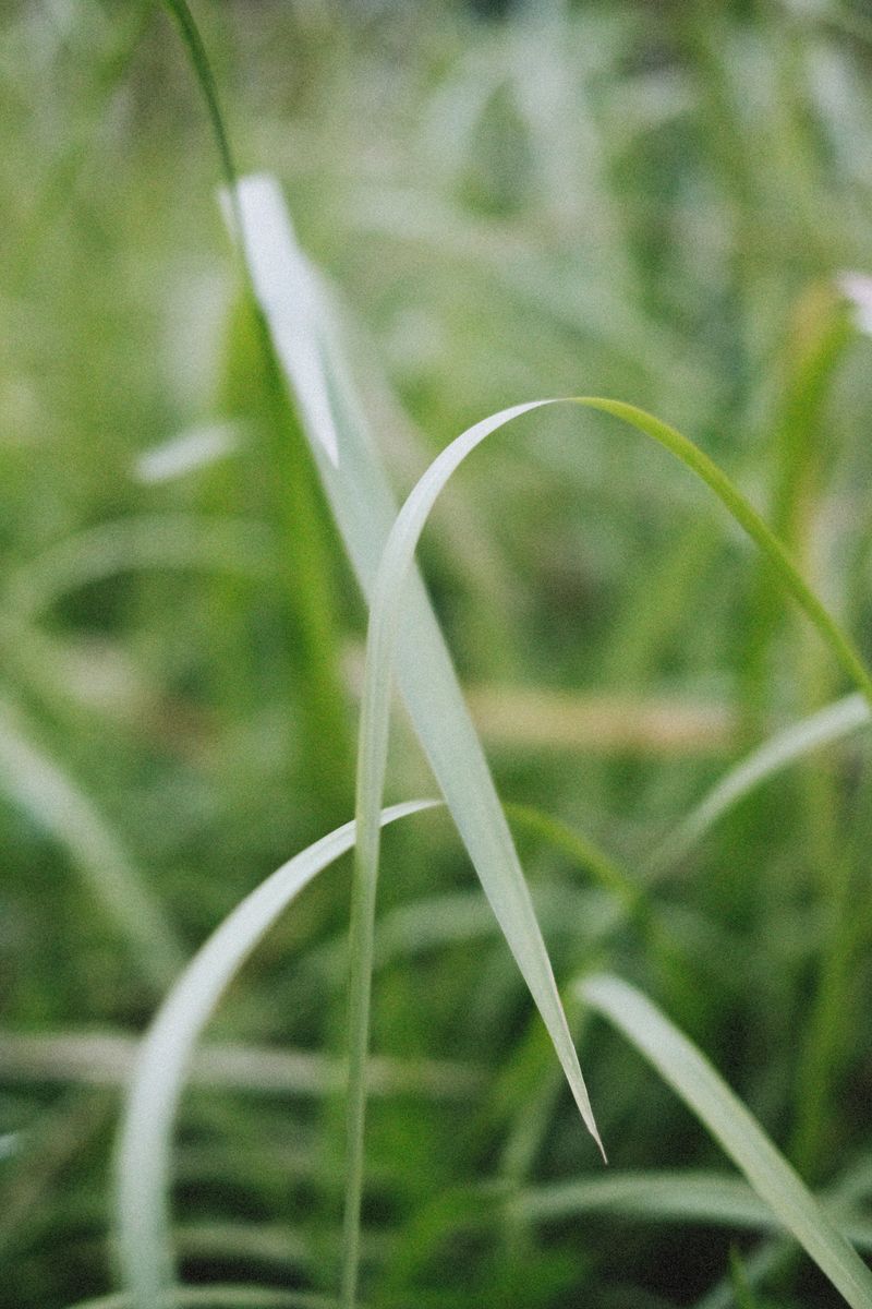 Check The Leaf Blade For That Off-Center White Stripe