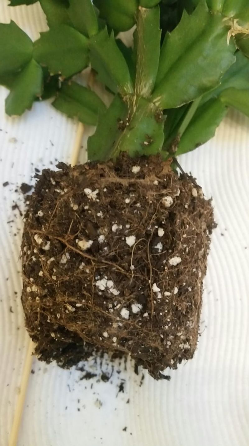 Check The Roots And Soil First Check The Roots And Soil First