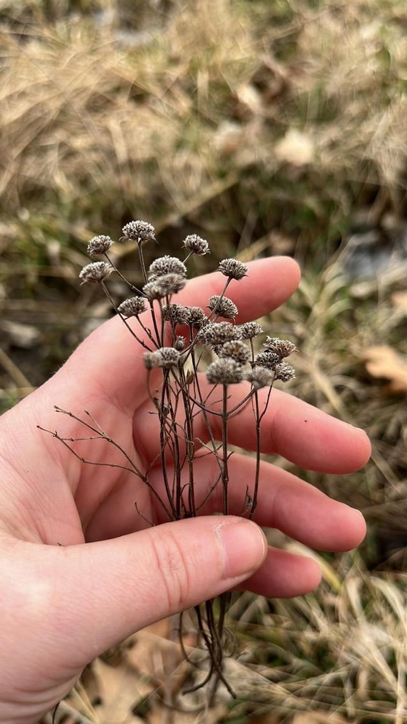 Check The Rules Before You Pick A Single Seed Head