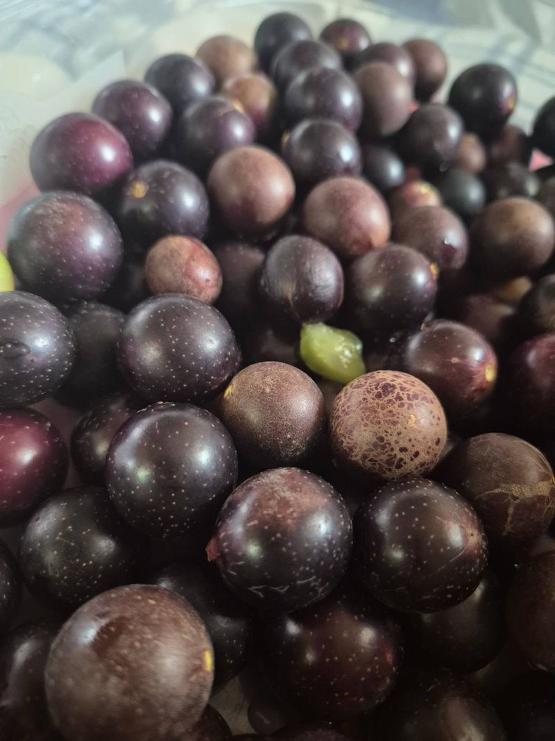 Check The Seeds Inside