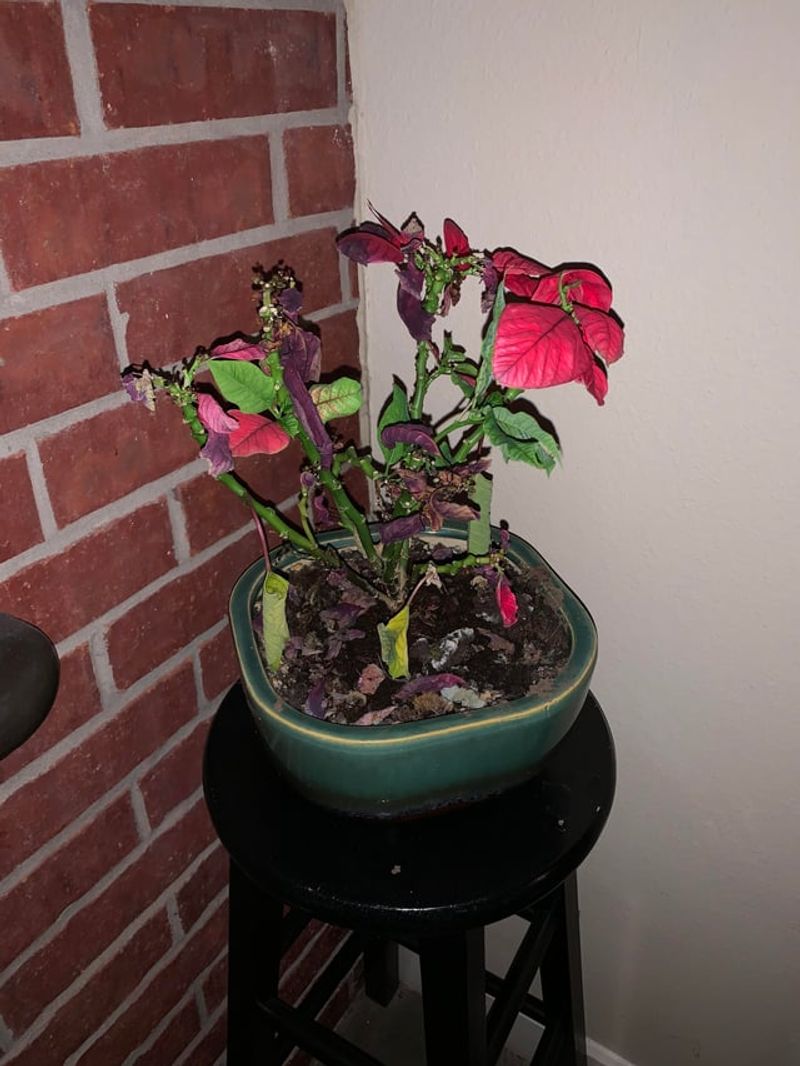 Check The Soil Before Every Watering