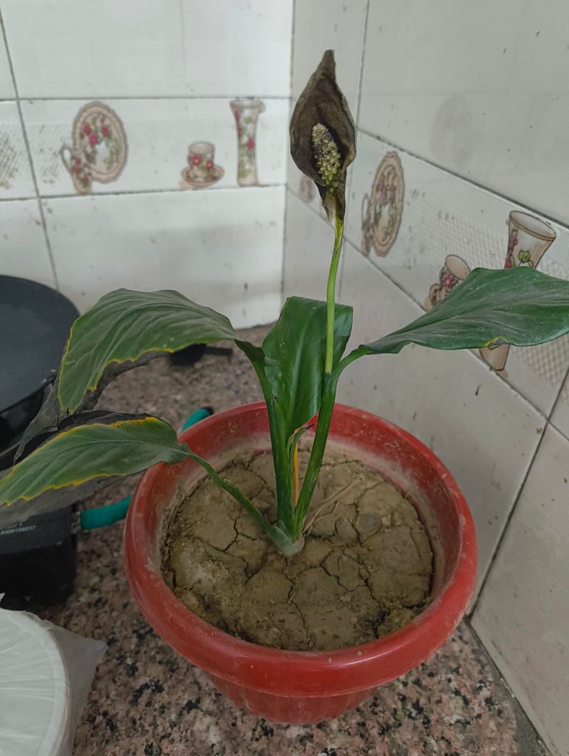 Check The Soil Before Every Watering Check The Soil Before Every Watering