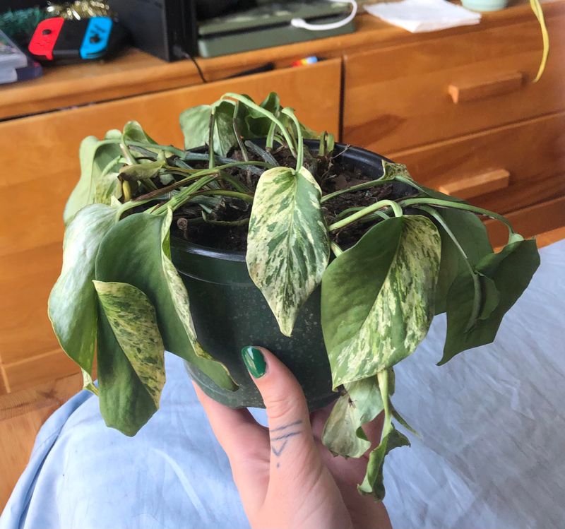 Check The Soil Before You Water Again