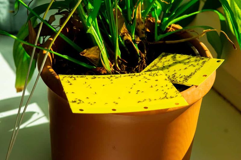 Check The Soil For Fungus Gnats