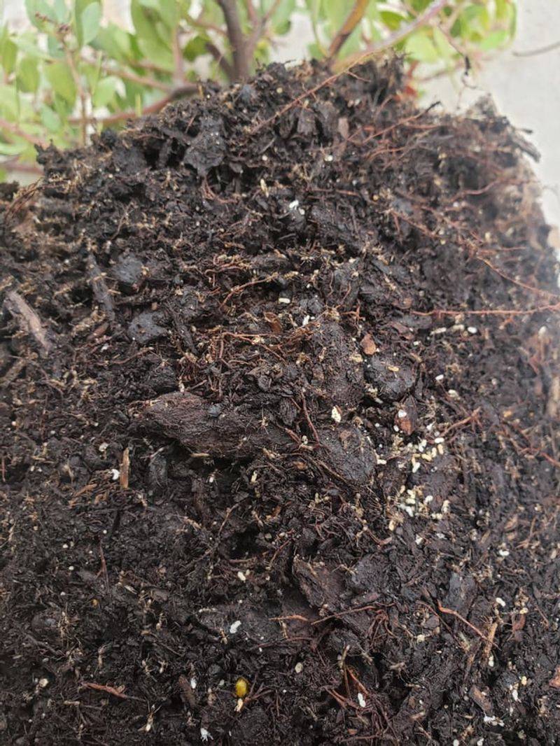 Check The Soil Surface For Hidden Pests