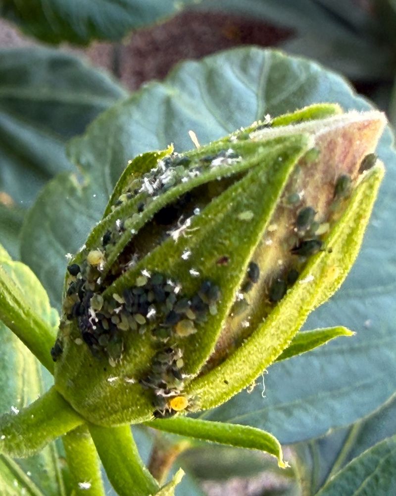 Check The Tender Tips Of New Growth Check The Tender Tips Of New Growth