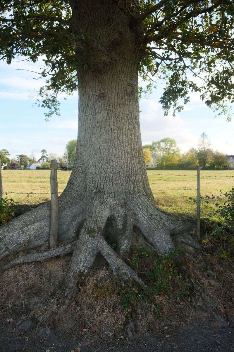 Check The Trunk And Roots For Hidden Trouble