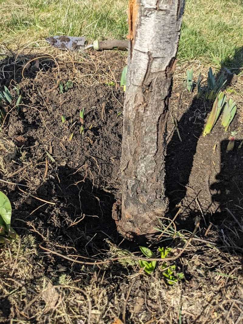 Check The Trunk Base And Soil Line For Hidden Damage Check The Trunk Base And Soil Line For Hidden Damage