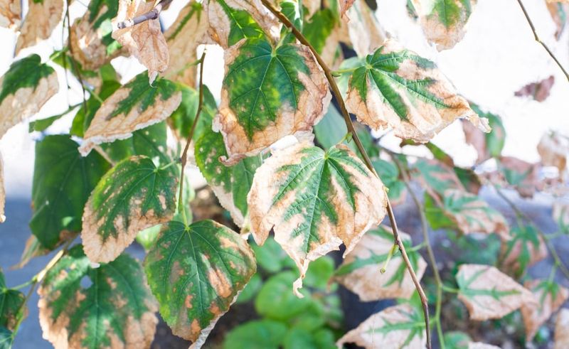 Check Trees And Shrubs For Lasting Stress Check Trees And Shrubs For Lasting Stress