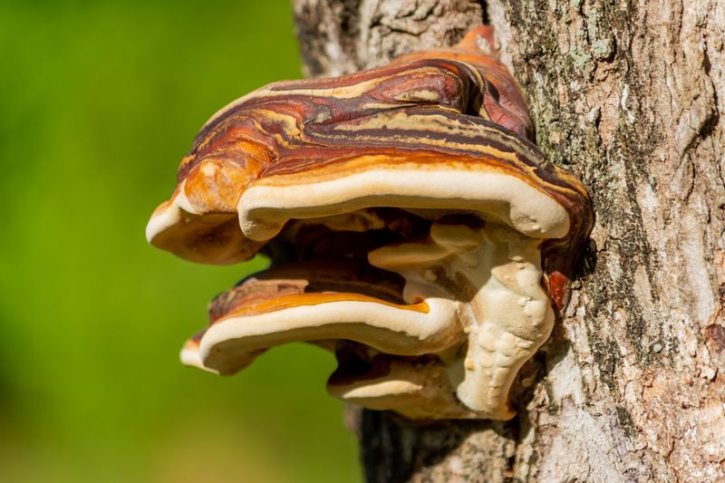 Check Trunks For Ganoderma Conks