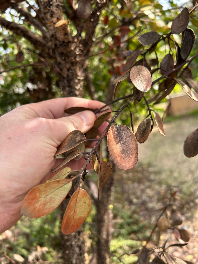 Check Twigs Before Leaves Drop