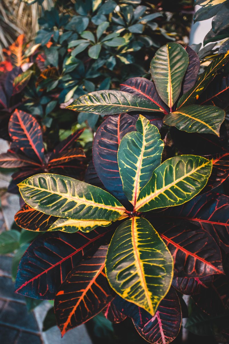 Check UF/IFAS Plant Guides, Not Just The Tag