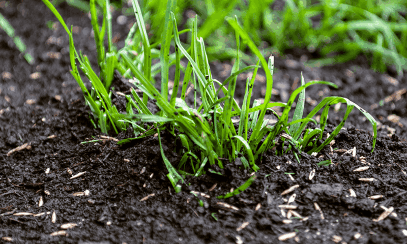 Check Whether The Seed Ever Reached The Soil