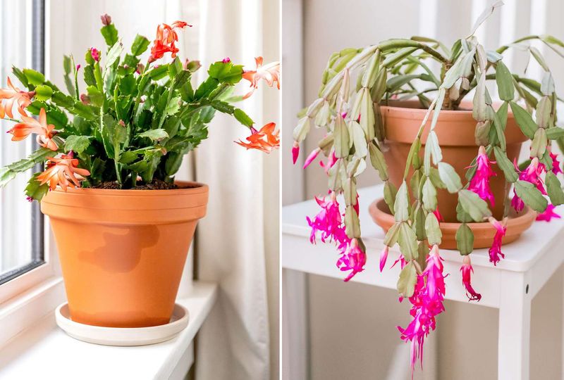 Check Whether You Have A Thanksgiving Cactus Instead Check Whether You Have A Thanksgiving Cactus Instead