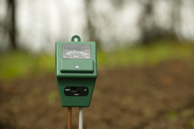 Check Whether Your Soil Suits St. Augustine