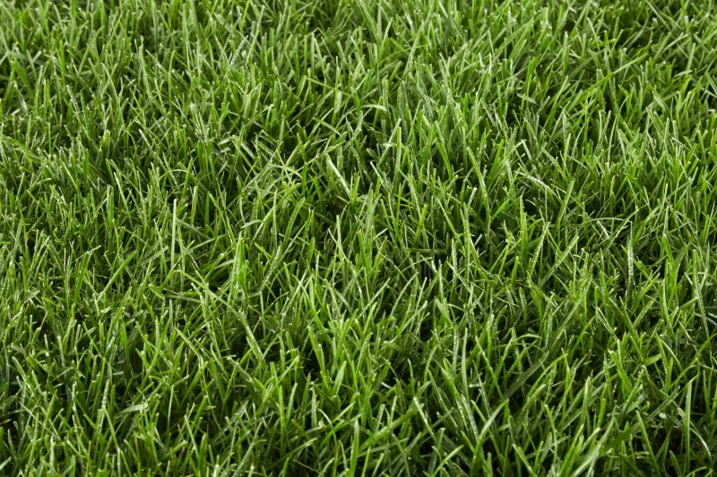 Check Your Grass Type First Check Your Grass Type First