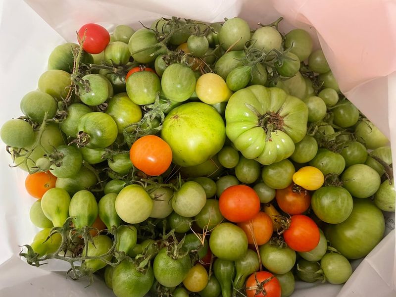 Check Your Harvest Every Few Days