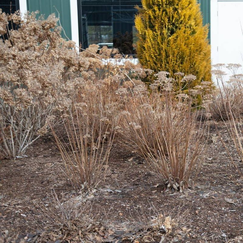 Check Your Mulched Hydrangeas After Big Winter Storms
